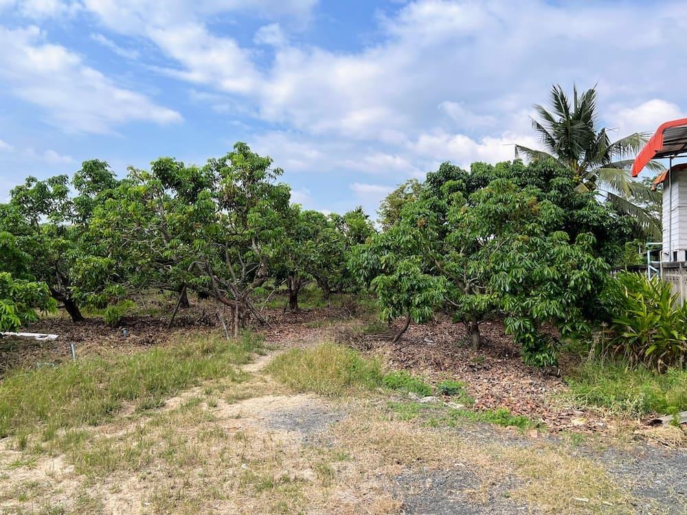 Orchard Smallholding in San Pa Tong — photograph 5