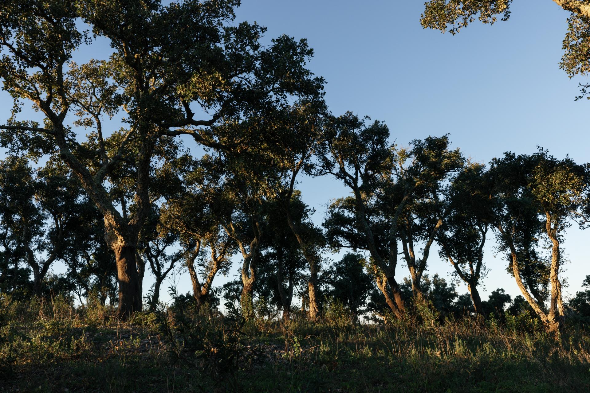 Land in Santiago do Cacém — photograph 3
