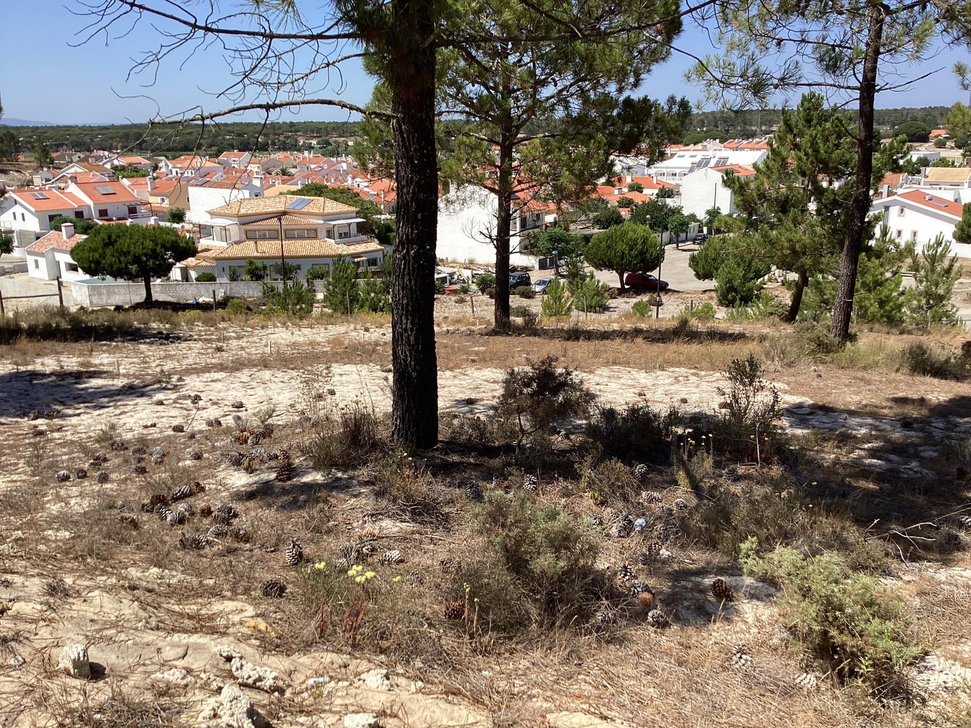 Land in Grândola — photograph 2